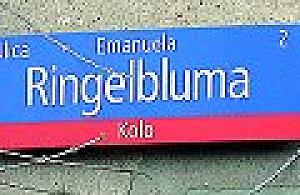 Sitnika i Ringelbluma poczekają