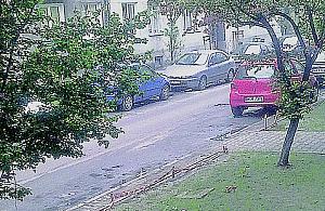 Dewastacja zieleni na Gibalskiego