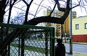 Skrzyżowanie niebezpiecznych konarów