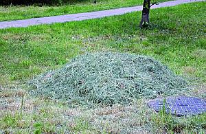 Sianokosy pomagają alergikom