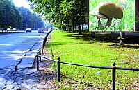 Ciesz� grzybki, smuci parking