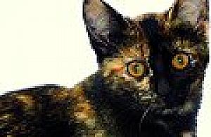 Koty, czyli punkt zapalny