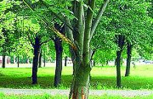 Bezmyślna dewastacja