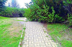 Krzak wyrósł mi na drodze