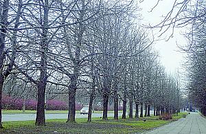 Podetnijcie gałęzie