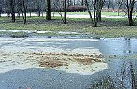 Czynno�ci s�u�bowe policyjnych koni