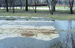 Czynności służbowe policyjnych koni