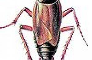 Brud i robaki na Łojewskiej 22