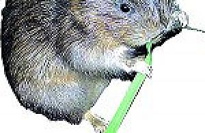 Szczur, który nie jest szczurem