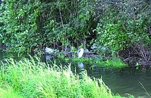 Lasek na Bródnie to śmietnik?