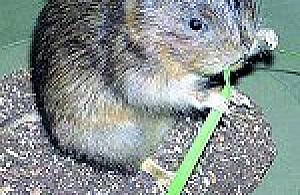 Żegnajcie karczowniki!