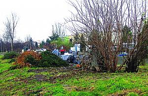 Wycinają drzewa bez potrzeby?