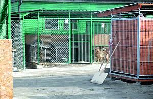 Schronisko dla bezdomnych zwierząt na Chełmżyńskiej?