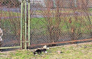 Kto uprzątnie zdechłego kota?