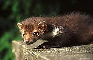 Niesamowita kuna domowa