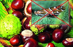 Spalmy liście kasztanowców!