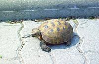 Wielka ucieczka