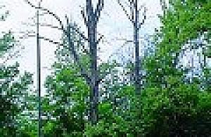 A może niech się zwalą?