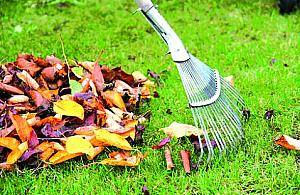 Nagrabili sobie liśćmi