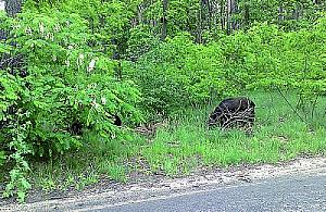 Mądry Polak po szkodzie
