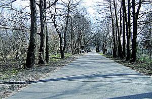 Borowiecka: progi, krzewy, latarnie...