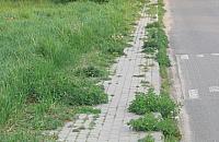 Chodnik na Dzięcioła dziczeje, kasy brak