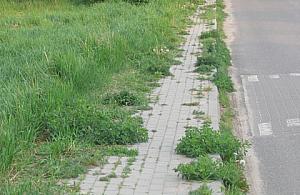 Chodnik na Dzięcioła dziczeje, kasy brak