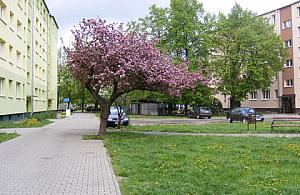 Problemy z parkingami na Łojewskiej