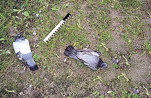 Zemsta za Hitchcocka