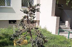 Sąsiedzi trują drzewa na Zamiejskiej?