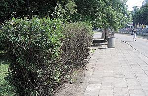 Jeszcze brzydszy żywopłot na Okopowej