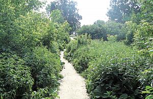 Sprzątnijcie na Drzeworytników!