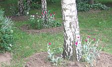 Sami dbają o trawniki na Rossy Bailly