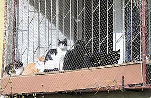 Koci przytułek w potrzebie