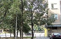 Drzewo do usuni�cia!