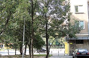 Drzewo do usunięcia!