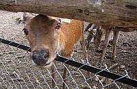 Niecodzienna pasja Artura Michalskiego