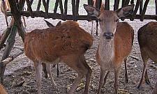 Niecodzienna pasja Artura Michalskiego