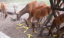 Niecodzienna pasja Artura Michalskiego