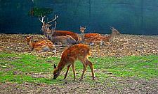 Niecodzienna pasja Artura Michalskiego