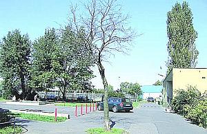 Suche drzewa zagrażają mieszkańcom Bródna