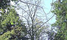 Suche drzewa zagrażają mieszkańcom Bródna