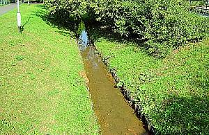 Szczury grasują na Conrada