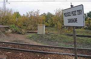 Dzikie przejścia plagą Wawra