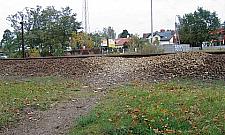 Dzikie przejścia plagą Wawra