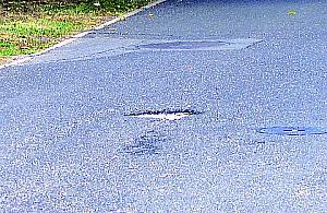 Petöfiego jak ser szwajcarski