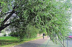 Nowe Bemowo - kto dba o zieleń?