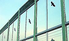 Ptaki uderzają o ekrany na Modlińskiej