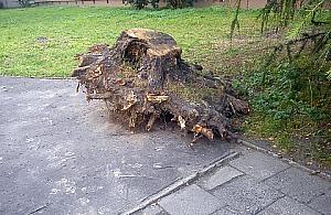 Urzędnicy wycinają zdrowe drzewa?