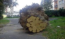 Urzędnicy wycinają zdrowe drzewa?